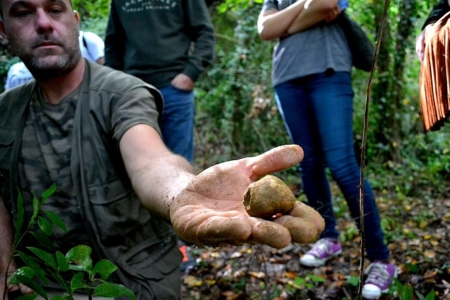 Truffle Hunting from Florence to San Miniato with truffle Lunch, Wine Experience and round-trip trasportation