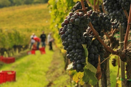 Private tour from Florence: Brunello and Nobile Wine Lovers' Tour Montalcino and Montepulciano